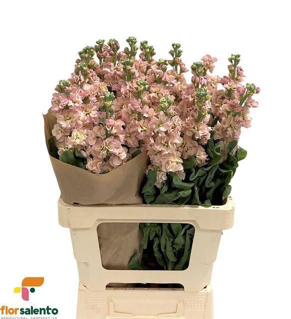 <h4>MATTH IRON APRICOT</h4>