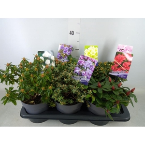 Rhododendron   ...dwarf shapes