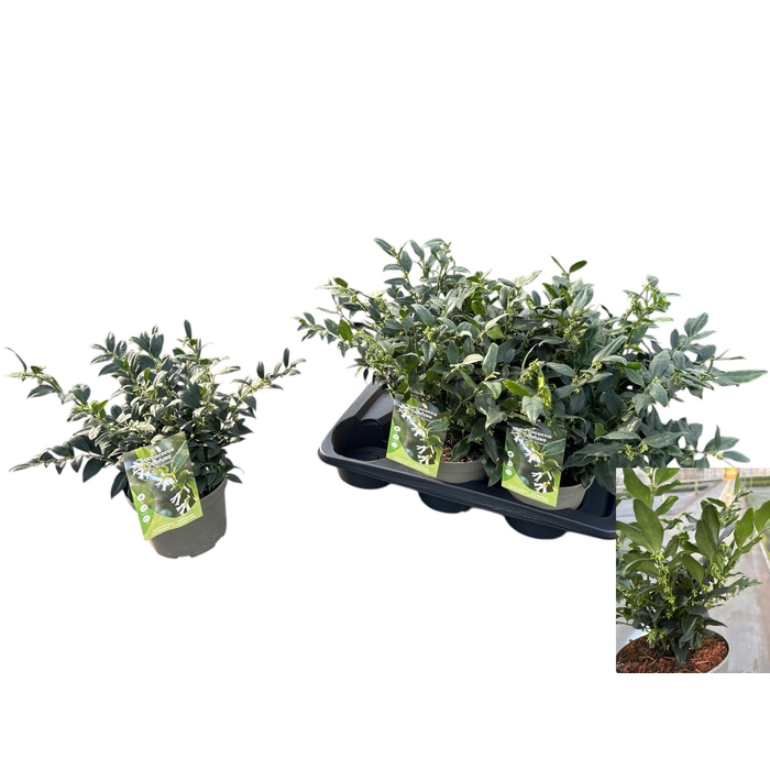 <h4>SARC CONFUSA</h4>