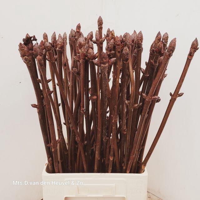 <h4>AESCULUS HIPPOC TAK</h4>