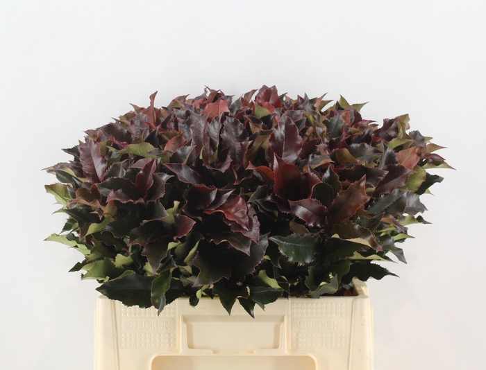 <h4>PHOT MAG VOLCANO 060CM</h4>