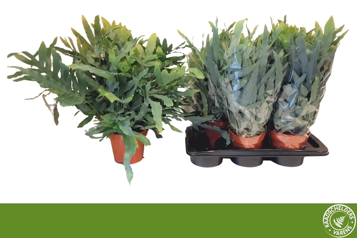 <h4>PHLEBO A BLUE STAR</h4>