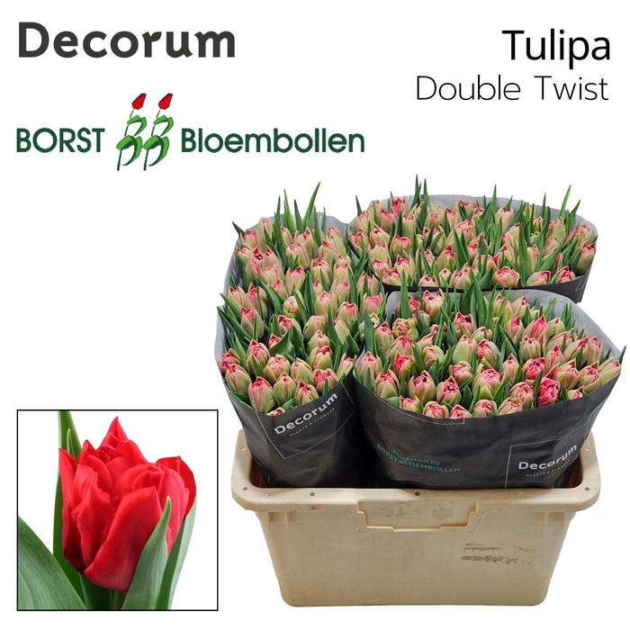 <h4>TU DU DOUBLE TWIST</h4>