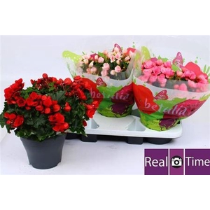 BEG EN BETULIA GEM stock