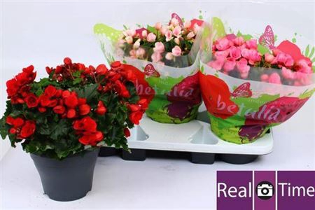 <h4>BEG EN BETULIA GEM</h4>