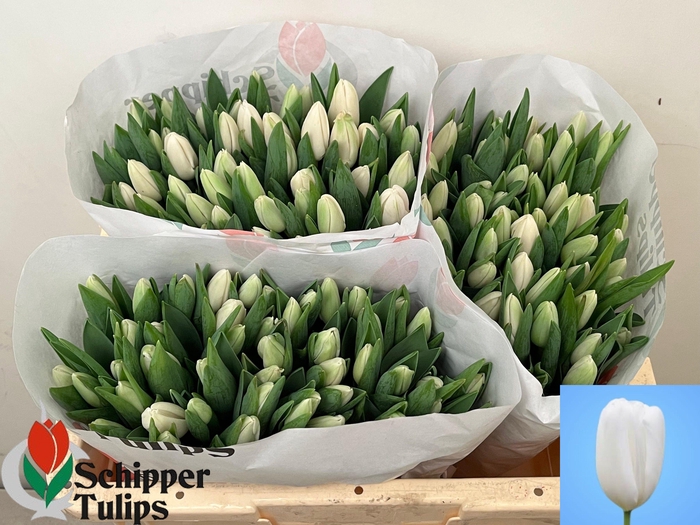 <h4>TU EN SNOWBOARD</h4>