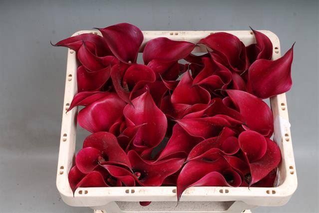 <h4>Calla Call Aruna</h4>
