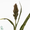 Sorghum Bicolor