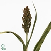 SORGHUM BICOLOR