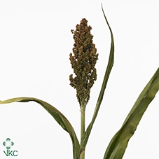 Sorghum Bicolor