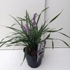 Liriope 'Moneymaker'