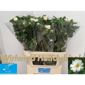 Anem Ov Wit 80cm