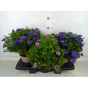 Aster dum. 'Alpha dk Purple Launch'