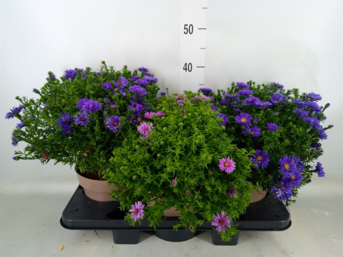 <h4>Aster dum. 'Alpha dk Purple Launch'</h4>