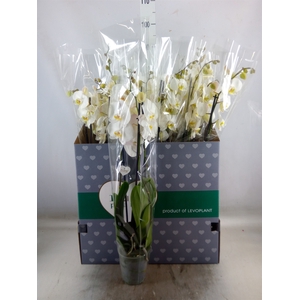 Phalaenopsis   ...white