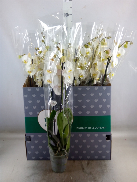 <h4>Phalaenopsis   ...white</h4>