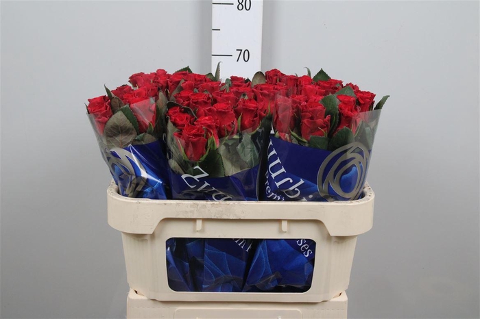 <h4>R Gr Red Tacazzi+</h4>