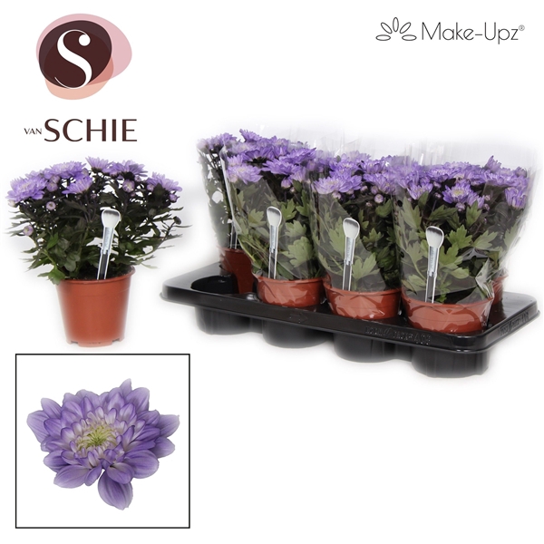 <h4>Chrysanne Grandezza Make-Upz® Purple</h4>