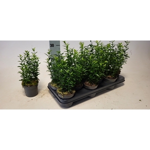EUONYMUS JA MICROPHY