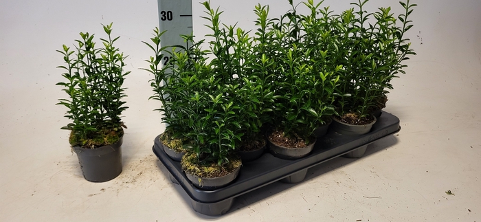 <h4>EUONYMUS JA MICROPHY</h4>