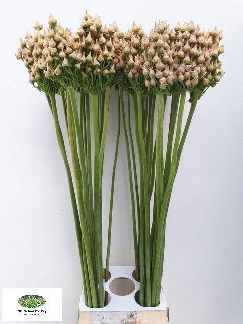 <h4>Allium Zaadbollen</h4>