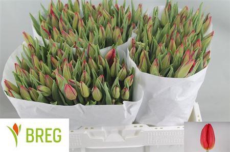 <h4>Tu En Strong Fire</h4>