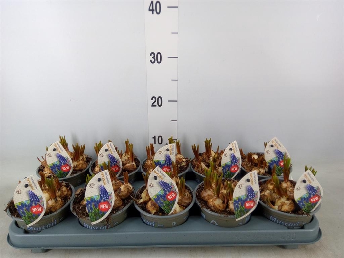 <h4>Muscari ...</h4>