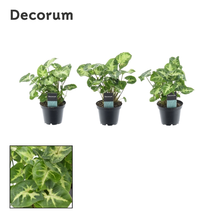 <h4>Syngonium Pixie (Decorum) 7 cm</h4>