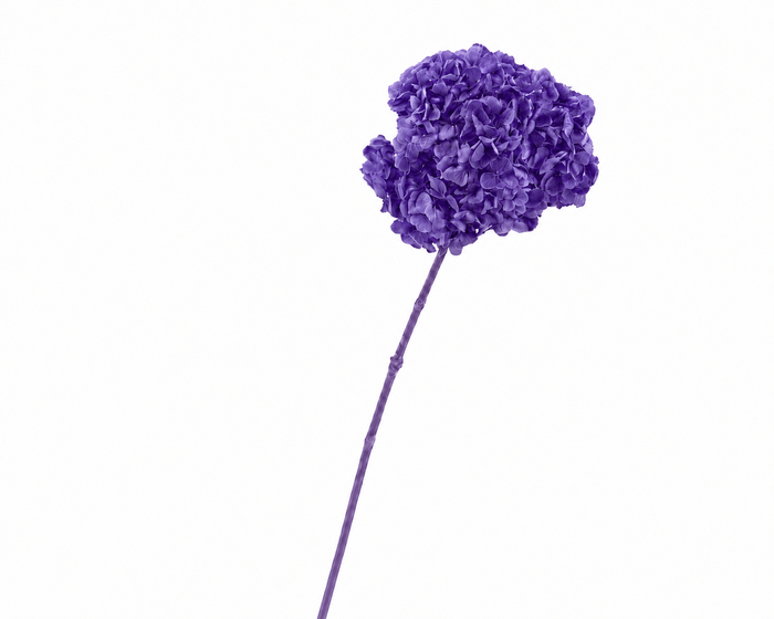 <h4>Dried Bleached Hydrangea Anna Purple</h4>