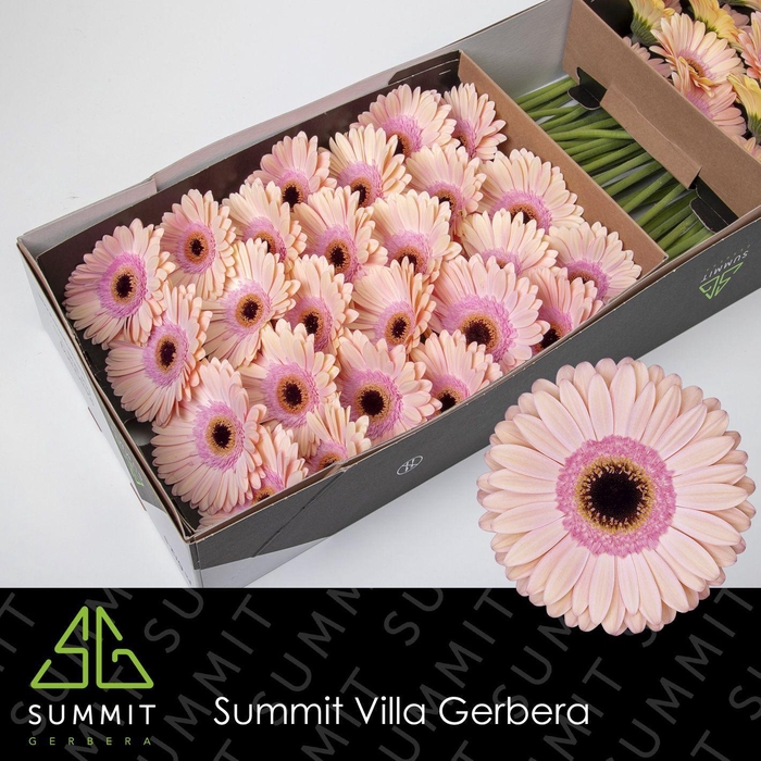 <h4>GE GR ALLIANCE</h4>