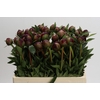 Paeonia Buckeye Belle