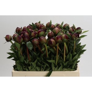 Paeonia Buckeye Belle