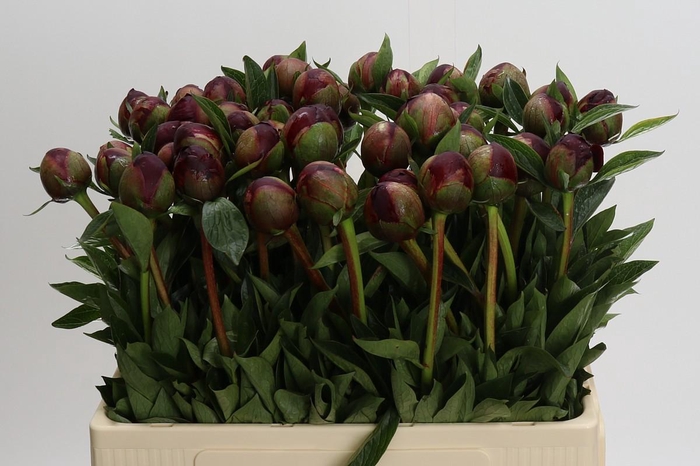 <h4>Paeonia Buckeye Belle</h4>