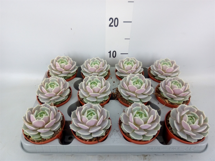 <h4>Echeveria   ...</h4>