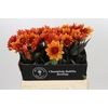 Dahlia Statue of Orange