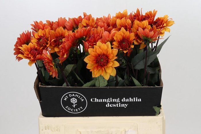 Dahlia Statue of Orange