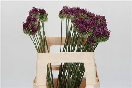 <h4>Allium Sphaerocephalon</h4>