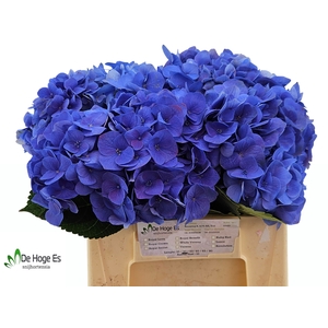 HYDR M ROY CROWN BL