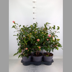 Camellia japonica
