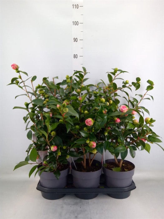 <h4>Camellia japonica</h4>