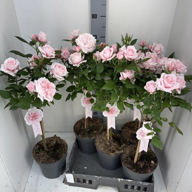 <h4>ROSA ST OV</h4>
