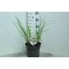 Cortaderia Selloana Junior