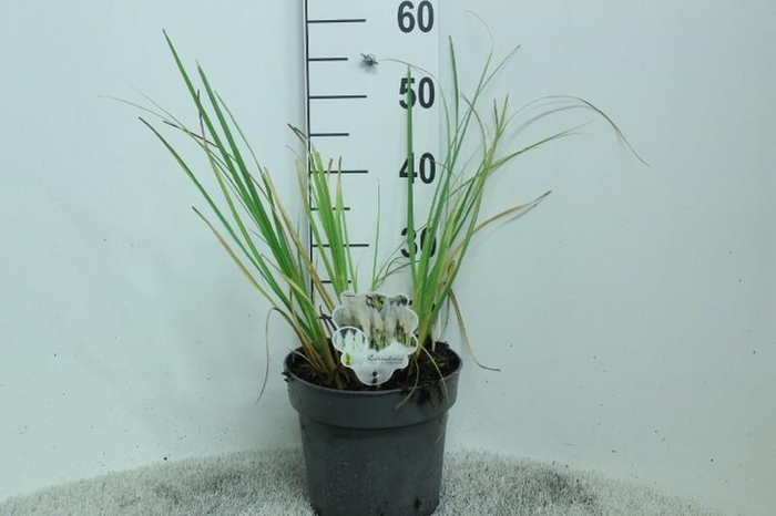 Cortaderia Selloana Junior