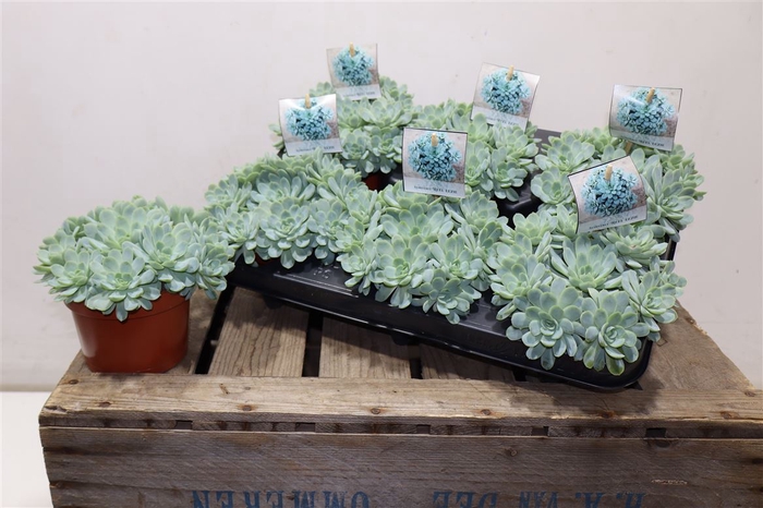 <h4>Echev Elegans</h4>