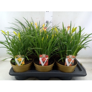Hemerocallis   ...