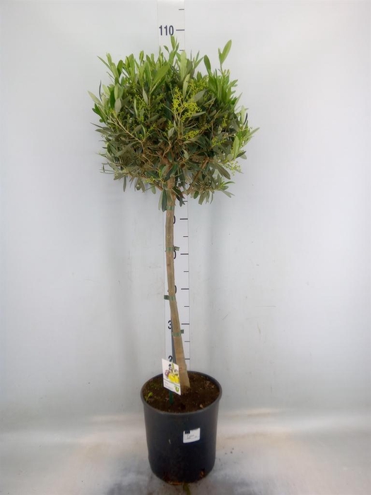 <h4>Olea europaea</h4>