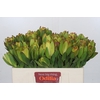 Leucadendron Goldstrike