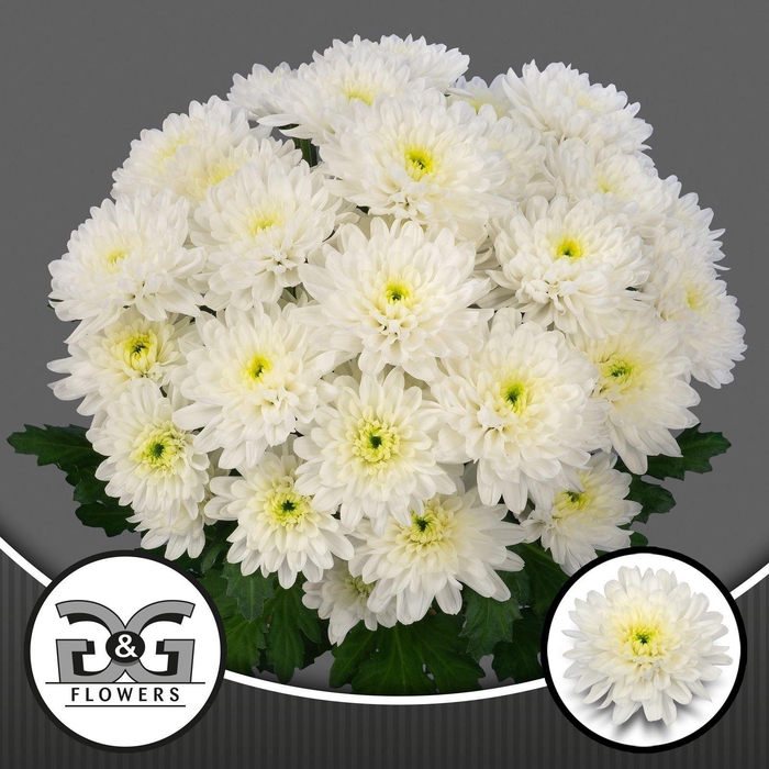 <h4>CHR TR LUMEN 50 GR.</h4>