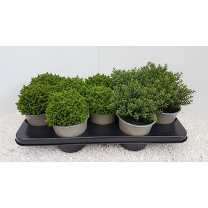 Hebe kleinbladig mixtray