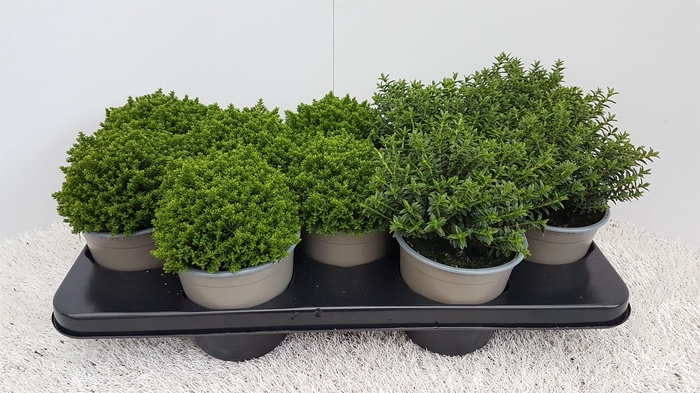 <h4>Hebe kleinbladig mixtray</h4>